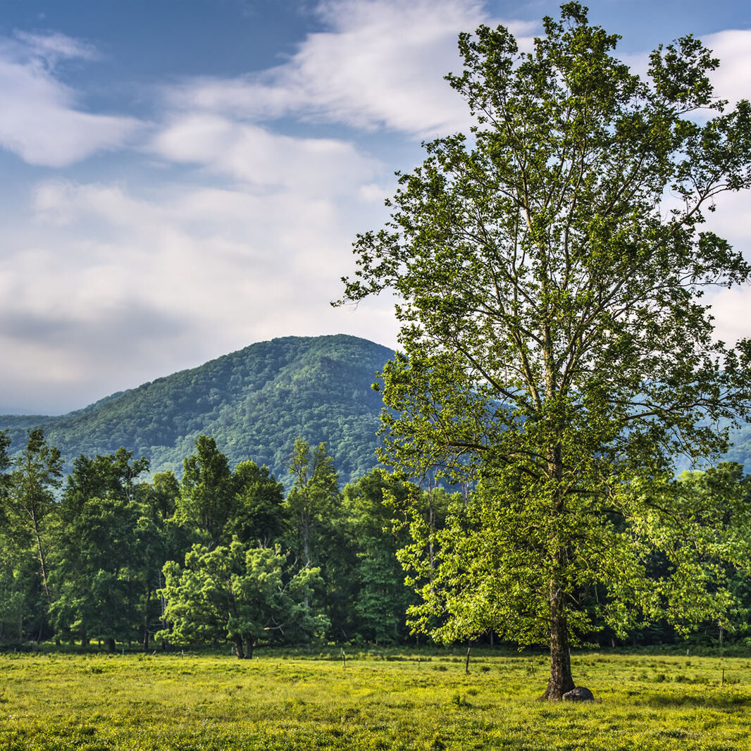 Maderas Barceló - Galería de Fotos