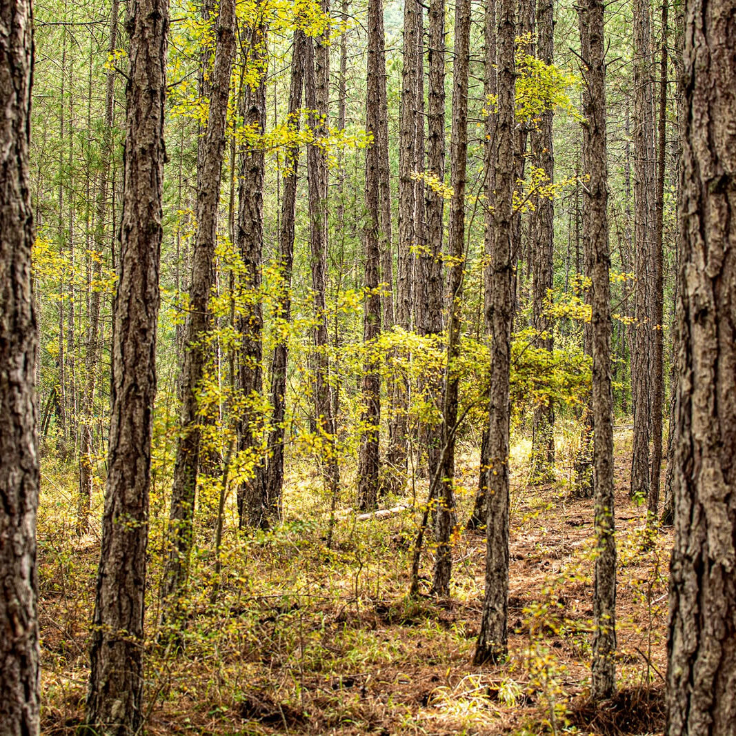 Maderas Barceló - Galería de Fotos