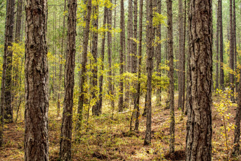 Maderas Barceló - Galería de Fotos