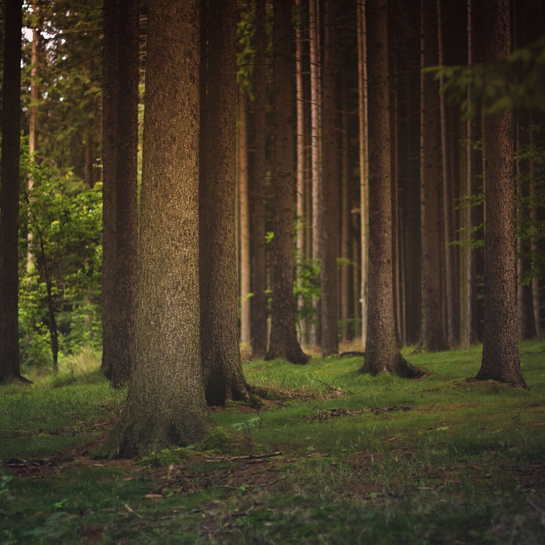 Maderas Barceló - Galería de Fotos