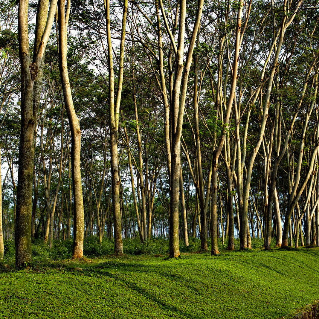 Maderas Barceló - Galería de Fotos
