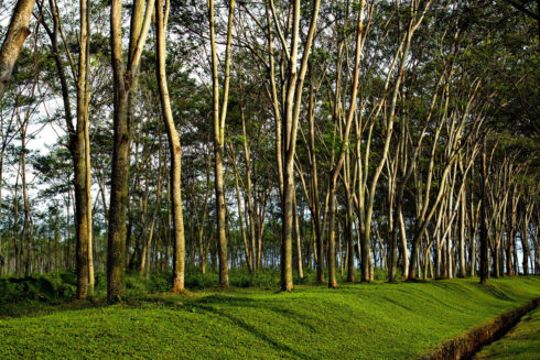 Maderas Barceló - Galería de Fotos