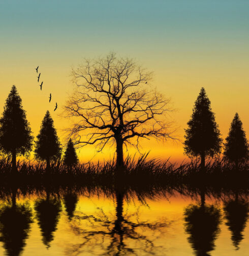 Maderas Barceló - Galería de Fotos