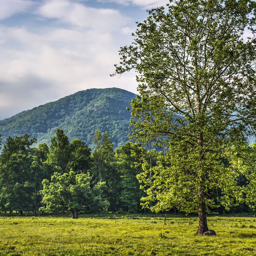 Maderas Barceló - Galería de Fotos