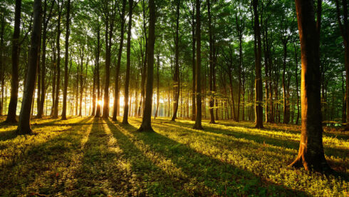 Maderas Barceló - Galería de Fotos