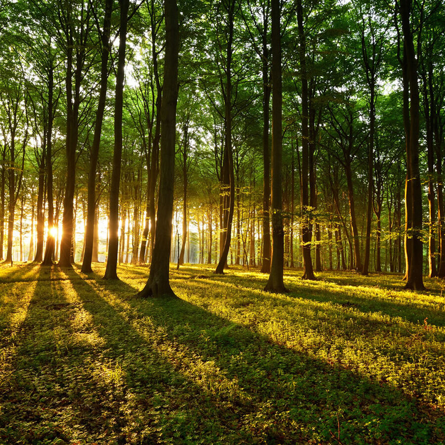 Maderas Barceló - Galería de Fotos