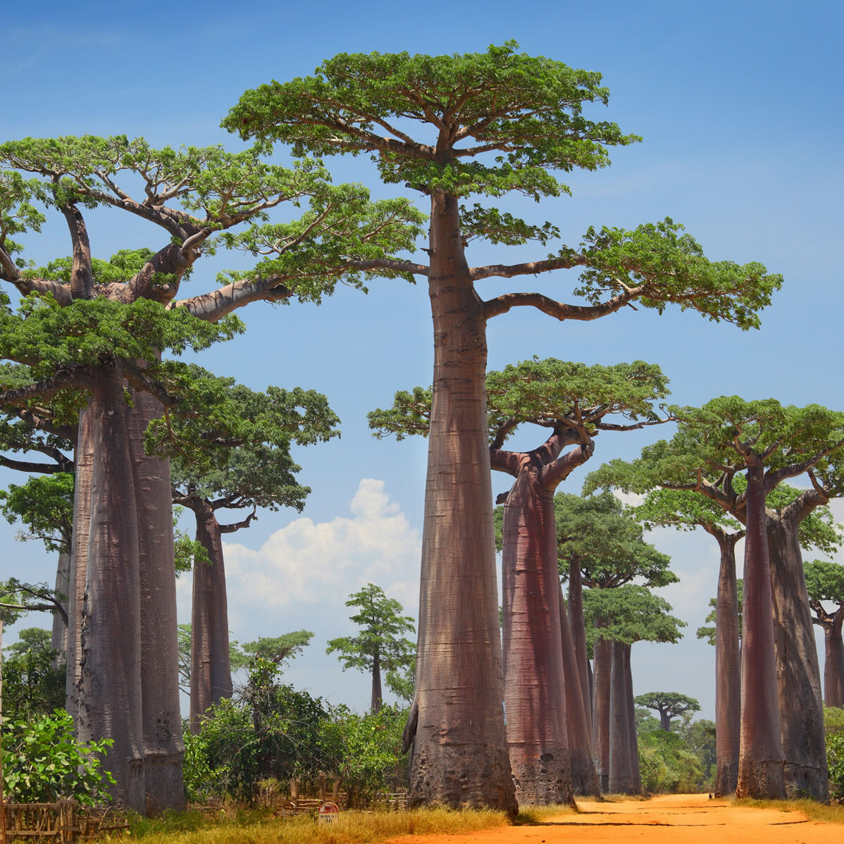 Maderas Barceló - Galería de Fotos