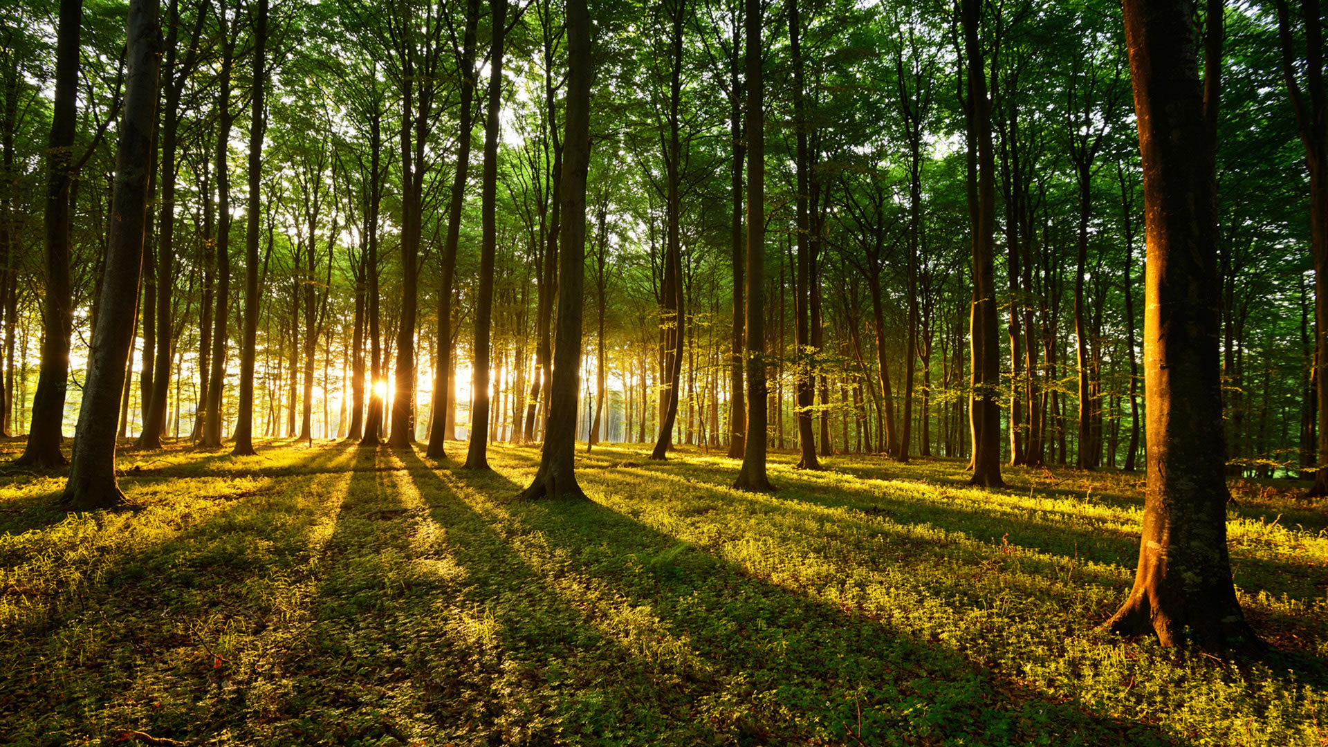 Maderas Barceló - Slider Inicio